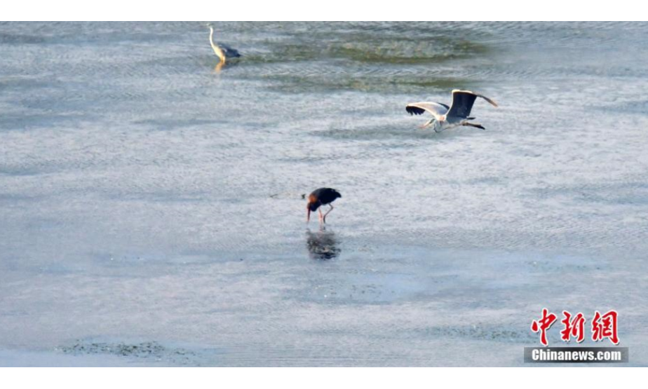 近日，长子精卫湖国家湿地公园管理中心监测人员在公园内开展鸟类监测工作时，发现了3只黑鹳在觅食、栖息。监测人员告诉记者，这是精卫湖国家湿地公园内首次监测到出现黑鹳。近年来，精卫湖国家湿地公园管理中心积极开展湿地保护工作，使湿地公园生态环境得到明显改善，这一湿地公园正成为一些珍贵保护鸟类的栖息地。图为黑鹳在水中觅食。 刘峰 摄

