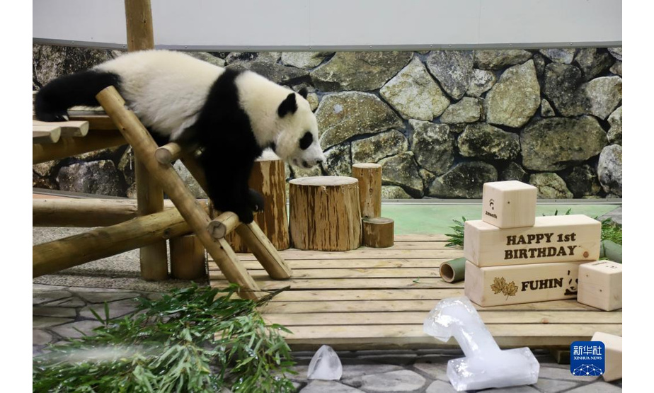 这是11月22日在日本和歌山县拍摄的大熊猫幼崽“枫浜”生日会现场。

　　11月22日，位于日本和歌山县白浜町的休闲乐园“冒险世界”为去年出生的雌性大熊猫幼崽“枫浜”举办一周岁生日会。“枫浜”是首只由该园日方工作人员独立接生的大熊猫幼崽。

　　新华社记者 姜俏梅 摄
