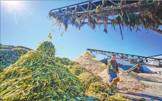 丰收季奏响脱贫歌