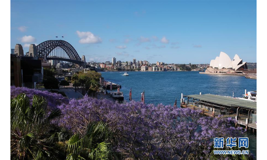 10月22日，蓝花楹盛开在澳大利亚悉尼歌剧院附近。 位于南半球的澳大利亚近日进入蓝花楹盛放的时节。 新华社记者 白雪飞 摄