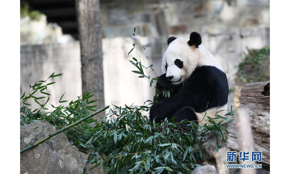 11月11日，在美国华盛顿，中国旅美雄性大熊猫“贝贝”在美国国家动物园吃竹叶。新华社记者 刘杰 摄