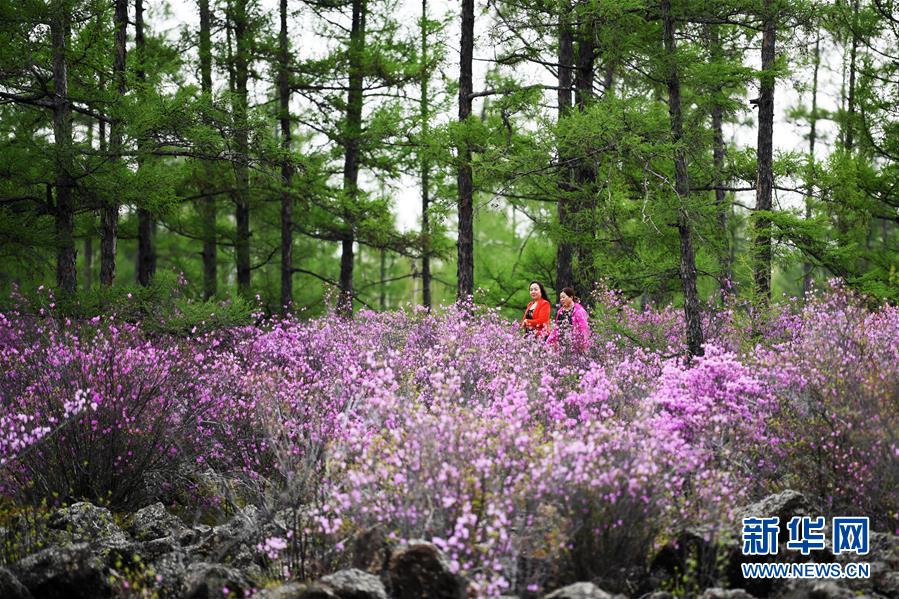 游客在伊春红星火山地质公园内欣赏杜鹃花（5月13日摄）。 位于小兴安岭北麓的黑龙江省伊春红星火山地质公园内的兴安杜鹃近日大面积开放，吸引众多游客前来游玩观赏。 新华社记者 王建威 摄