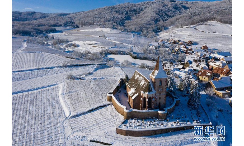这是1月15日在法国上莱茵省于纳维尔拍摄的雪后的葡萄园和教堂。新华社发（亚基·内热朗摄）
