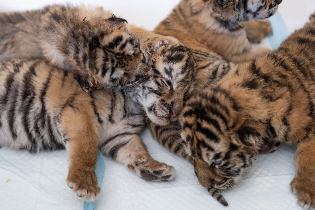 这是5月22日在黑龙江东北虎林园的虎舍中拍摄的东北虎幼崽。  　　目前，黑龙江东北虎林园中的东北虎进入繁殖高峰期，今年已“添丁”10余只。黑龙江东北虎林园位于哈尔滨市，是世界最大的东北虎人工饲养繁育基地——中国横道河子猫科动物饲养繁育中心的重要饲繁基地。  　　新华社记者 谢剑飞 摄