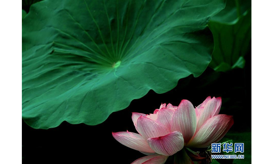 河南郑州紫荆山公园内盛开的荷花（6月30日摄）。新华社记者 李安 摄