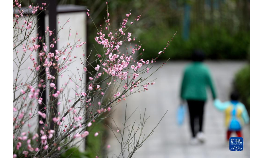 1月20日在湖南省资兴市一小区拍摄的梅花。

　　当日是二十四节气中的大寒，多地梅花凌寒绽放。

　　新华社发（李科 摄）