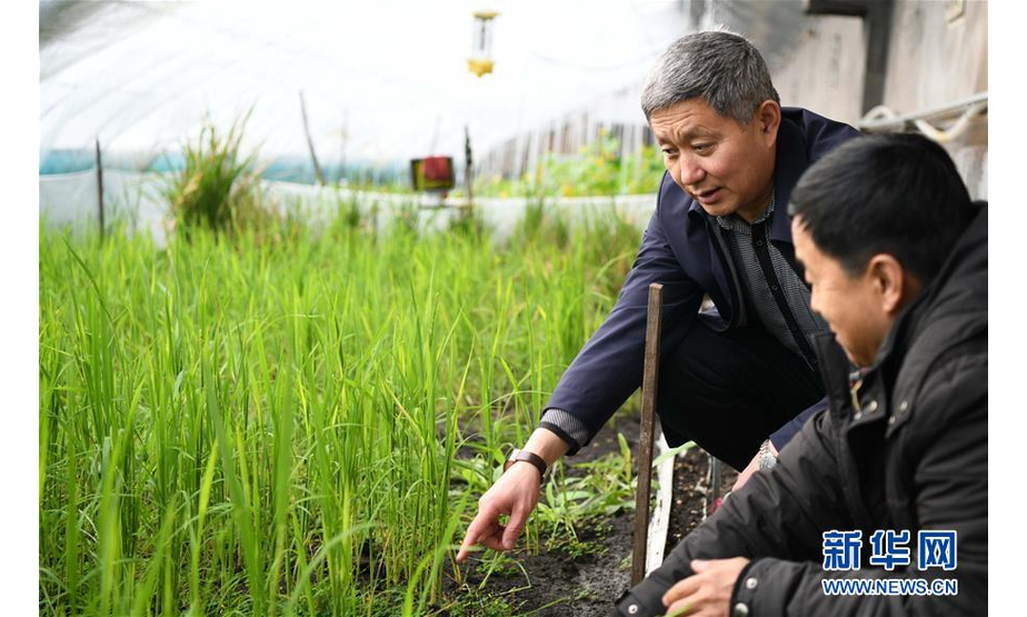 孙斌（左）在黑龙江省桦南县水稻分子育种研发中心温室大棚查看育种水稻长势（2月2日摄）。新华社记者王建威摄