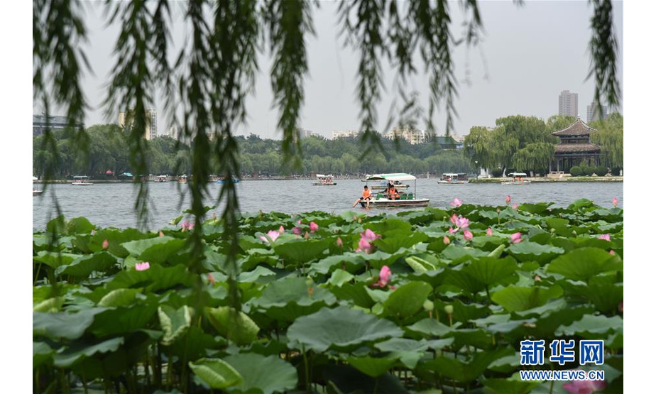 　　这是7月14日拍摄的济南大明湖内的荷花。

