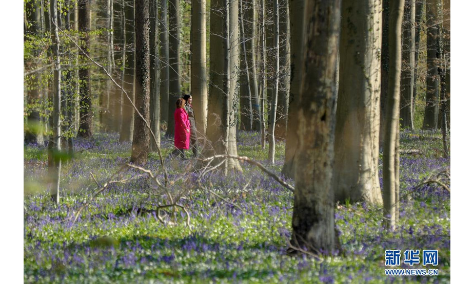 4月17日，游客在比利时哈勒市附近的哈勒森林散步。

　　每年春天，比利时哈勒森林里大片蓝铃花盛开，远望去，森林像覆盖了一层紫色的地毯，这里因此被称为“紫花森林”。

　　新华社记者 郑焕松 摄