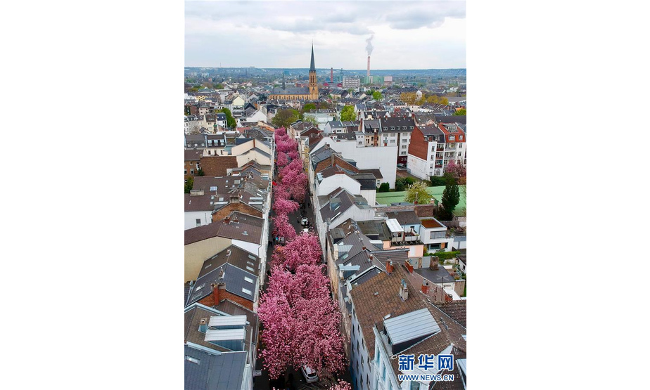 这是4月12日在德国波恩市拍摄的盛开的樱花（无人机拍摄）。 新华社记者逯阳摄