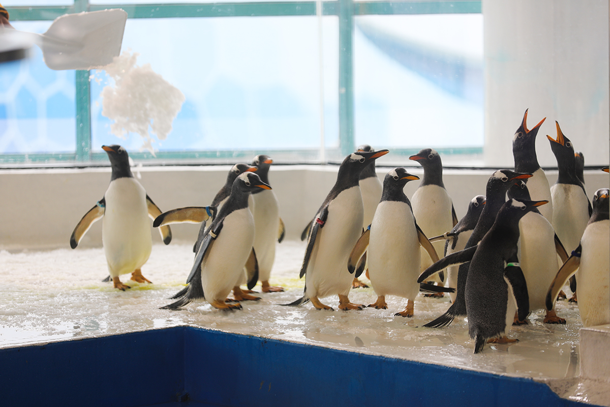 淘学企鹅馆启幕 全国首家极地海洋研学教育基地等你来 - 黑龙江网