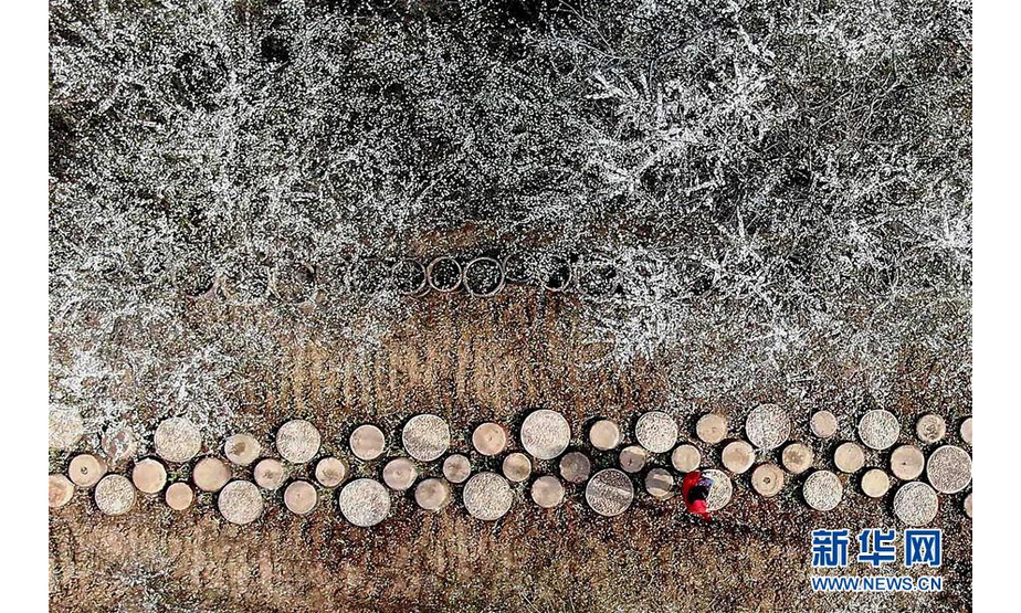 在洛宁县罗岭乡花树凹村“爱和小镇”内，一名游客从桃树旁走过（3月25日无人机拍摄）。 新华社记者李安摄