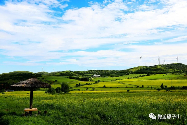 碾子山万亩油菜花海,美翻了!