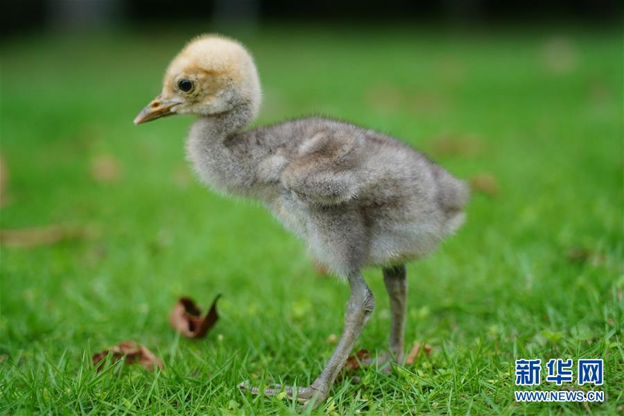 6月29日拍摄的蓑羽鹤宝宝。 6月23日，一只蓑羽鹤宝宝在江西省南昌市高新区艾溪湖湿地公园破壳。考虑到南方正值汛期，小鹤又很容易受到其他野生动物的伤害，工作人员将小鹤进行了转移保护。如今，6天大的蓑羽鹤宝宝体重已经达到了101.5克，工作人员将在小鹤长大一些后择机放回蓑羽鹤父母身边。 据介绍，蓑羽鹤是国家二级保护动物，在中国种群数量较少，在城市公园内自然产卵孵化的案例非常少见。 新华社记者 周密 摄