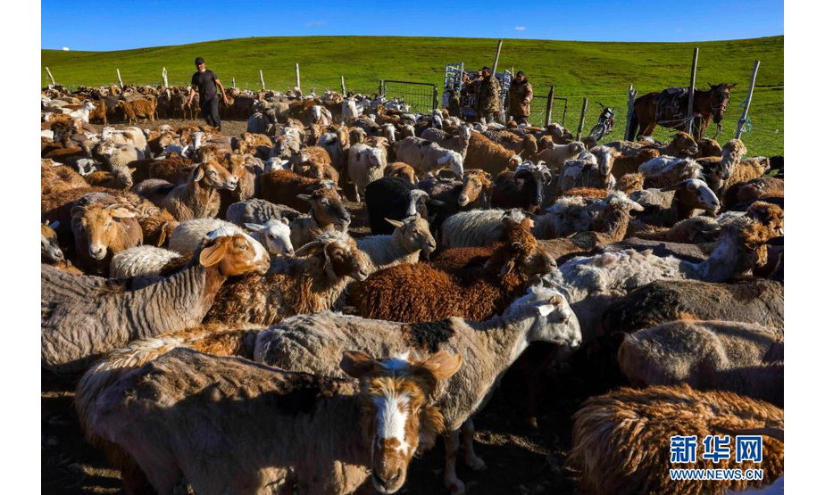来自县城的商人在裕民县巴尔鲁克山区夏牧场上收购小羊（6月14日摄）。

　　新疆北部裕民县巴尔鲁克山区是优良的牧场、重要牧业生产地。裕民县全县草原面积700多万亩，可利用面积530多万亩。

　　眼下，巴尔鲁克山区的夏牧场迎来放牧黄金季。群山起伏，峰峦翠绿，毡房、牛羊等牲畜分散点缀其间，自驾游客时而穿梭往来，共同谱写一曲高山夏季牧歌。

　　新华社记者 胡虎虎 摄