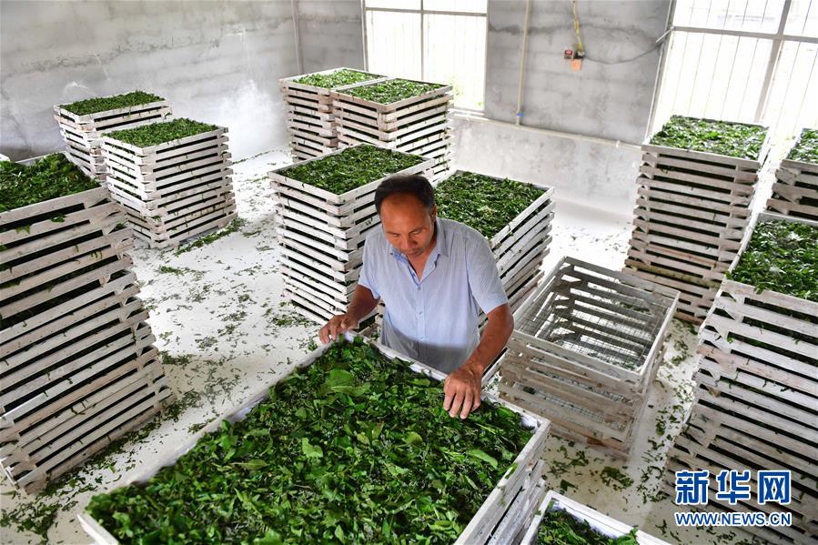 7月10日，在广西柳州市柳南区流山镇广荣村，村民在给蚕喂食桑叶。

　　种桑养蚕是广西柳州市柳南区流山镇传统产业，也是最主要的脱贫产业。近年来，当地通过调整产业结构，建设标准化小蚕共育示范基地，推广使用先进养蚕技术，使群众种桑养蚕的产量和质量稳步提高，贫困户的收入也不断提高。

　　目前，全镇桑叶种植面积达到1.5万亩，共有养蚕户3000多户，约占全镇总户数的50%。据了解，流山镇的贫困户从2016年的497户，减少到2018年的194户。

　　新华社记者 黄孝邦 摄