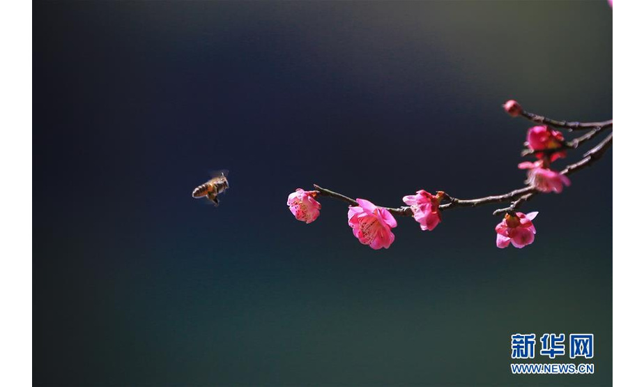 2月23日，一只蜜蜂在宁波月湖公园的梅花上飞舞。连日来，随着天气转暖，宁波市月湖公园内的梅花竞相绽放，一派春意盎然的景象。 新华社发（殷福军 摄）