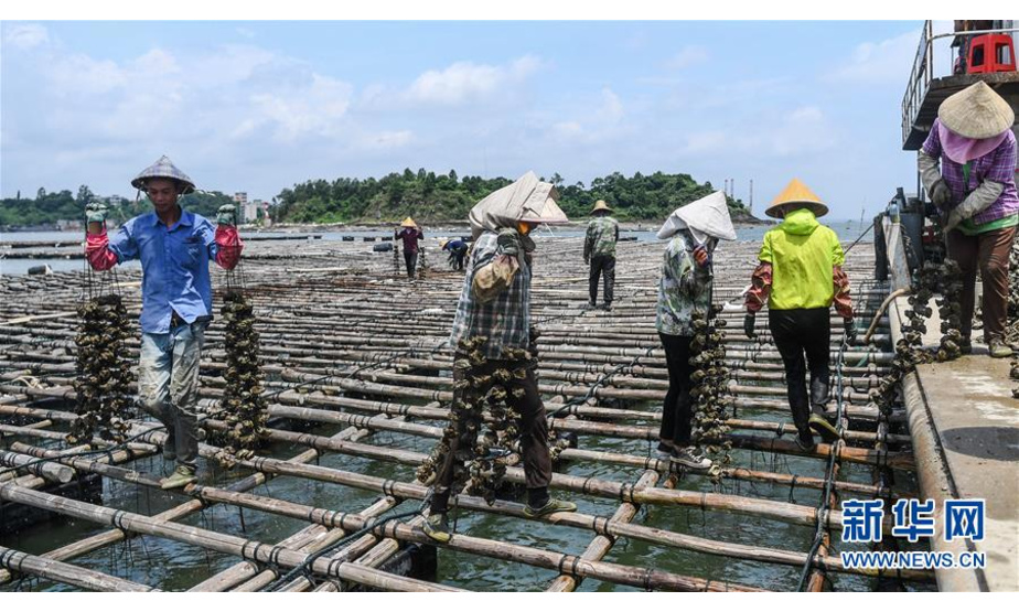 在钦州市龙门港连片万亩大蚝养殖基地，村民在往收购商的船只上运送收取的大蚝（7月20日摄）。 新华社记者 张爱林 摄