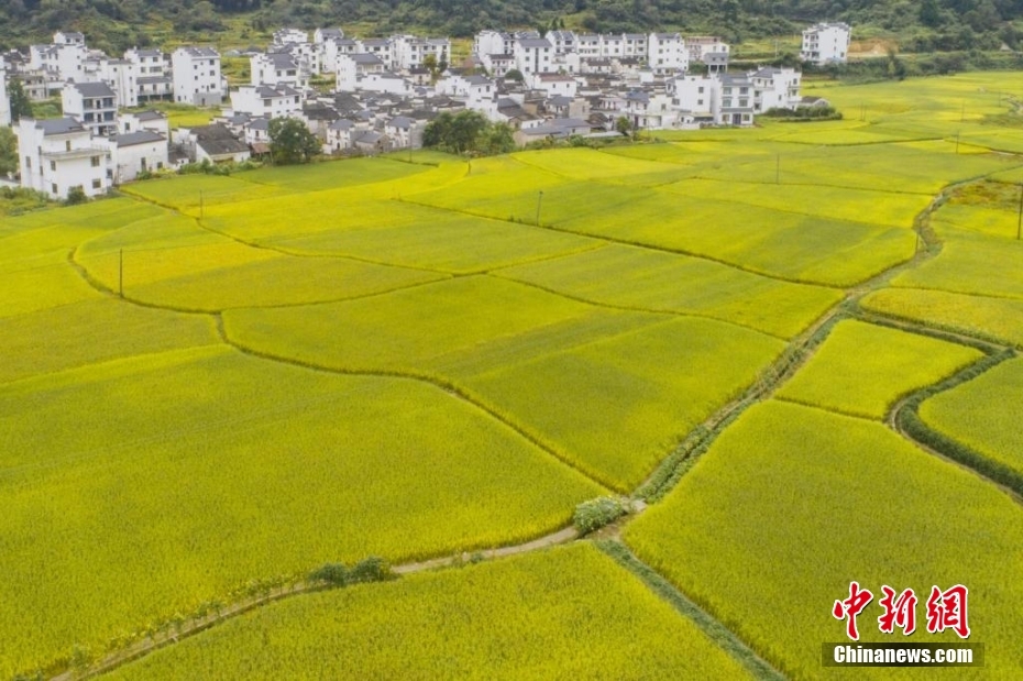 9月14日，在江西婺源浙源乡，颗粒饱满的稻谷成串随风摇曳，一派丰收景象。詹东华 摄