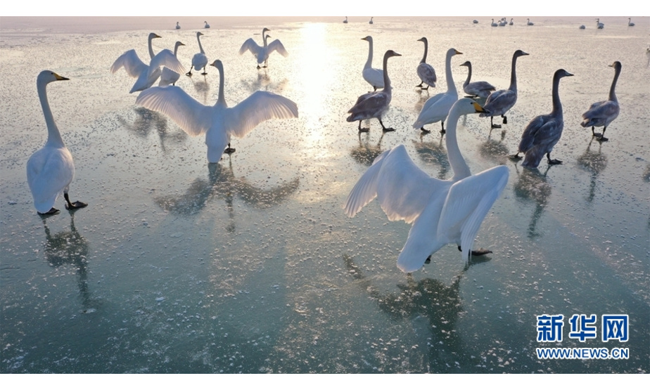 张掖黑河湿地临泽段，成群的白天鹅在夕阳下栖息、起舞。新华网发（吴学珍 摄）