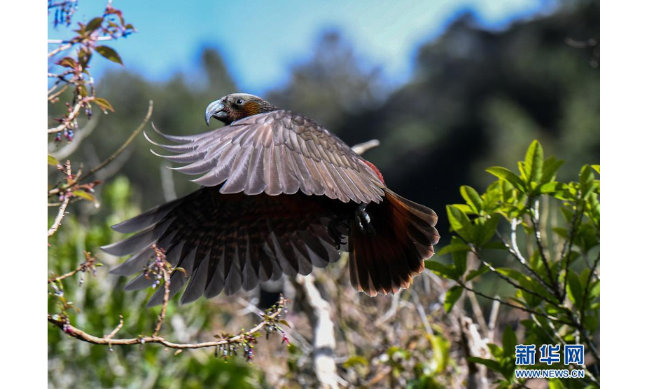 这是在新西兰首都惠灵顿齐兰迪亚自然保护区拍摄的卡卡鹦鹉（2020年9月9日摄）。新华社记者 郭磊 摄