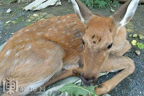 点赞!哈尔滨阿城区村民采蘑菇救助受伤小鹿