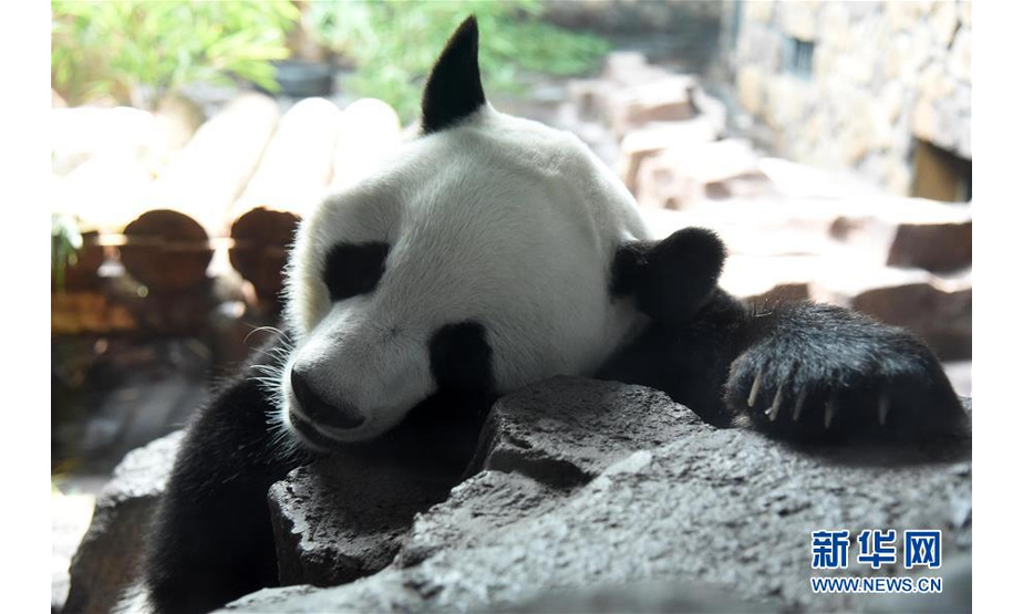 7月15日，济南野生动物世界的大熊猫“二喜”在空调房内享用完美食后开始休息。新华社记者 王凯 摄