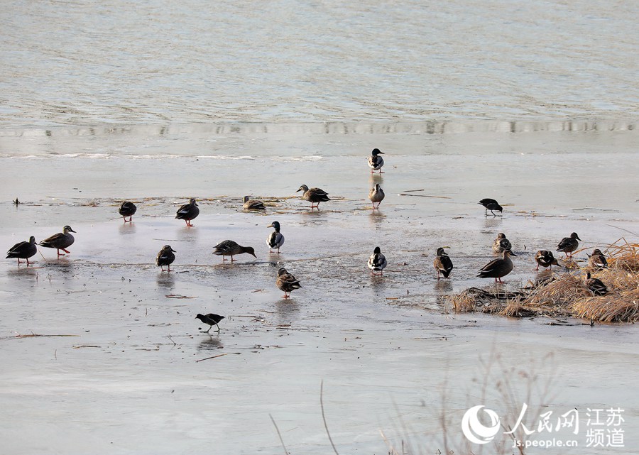 人民网宿迁1月12日电 入冬以来，陆续有绿头红腿的野鸭飞到江苏沭阳县境内的淮沭河畔。近些年，随着生态环境的改善，每到寒冬时节都会有大批野鸭迁徙来此越冬。（丁华明 黄启源）