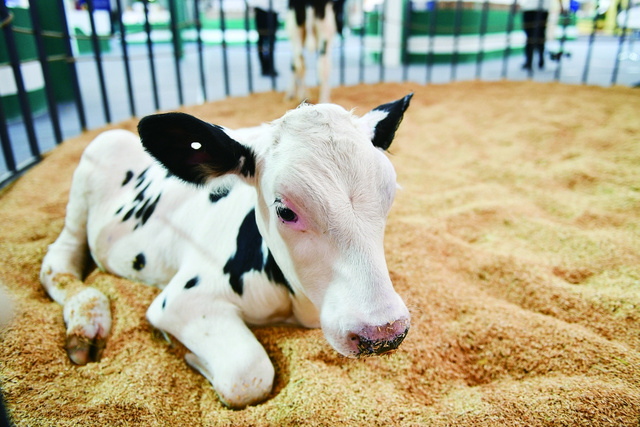 第六届绿博会最后一天 绿色大厨房不止好吃更