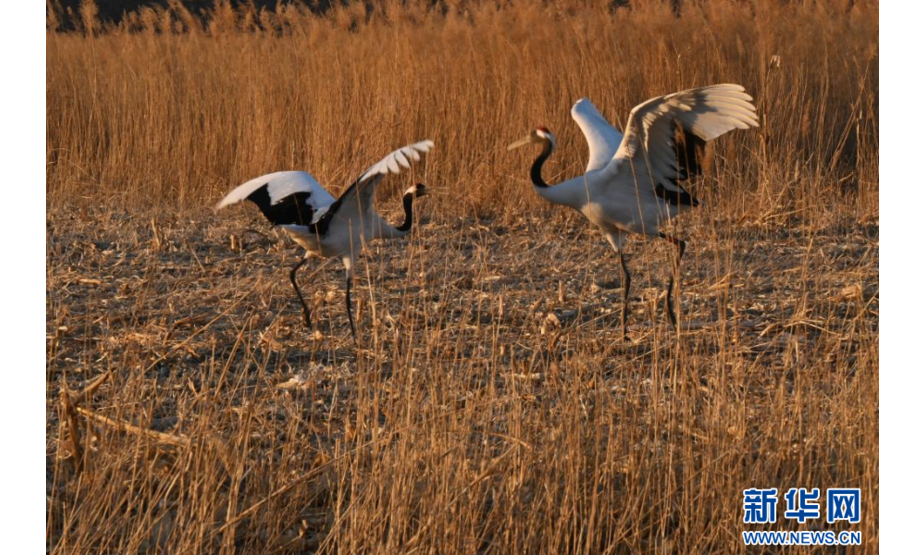 2月23日，两只国家一级保护动物丹顶鹤在山西省大同市广灵县壶流河湿地驻足栖息。
新华社记者 马毅敏 摄