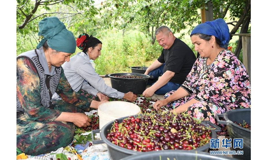 6月12日，在塔吉克斯坦首都杜尚别以西的吉萨尔，吉萨尔樱桃园的主人、世纪驼队公司董事长康忠玉（后右）与员工一起分拣樱桃。 新华社记者沙达提摄