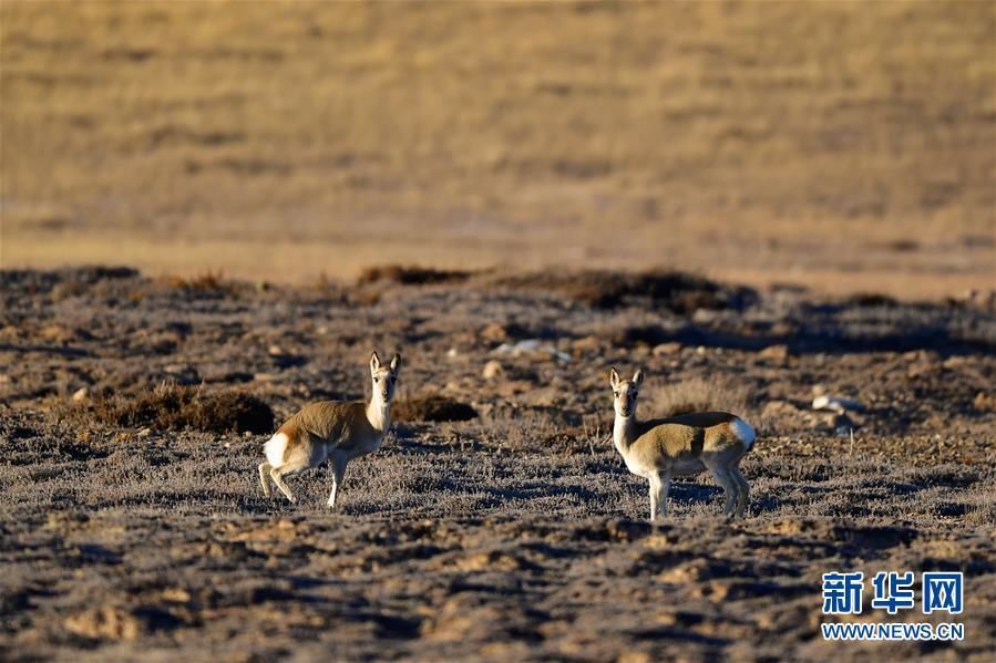 11月9日，两只藏原羚在青海玛沁县境内的草原上活动。新华社记者 张龙 摄