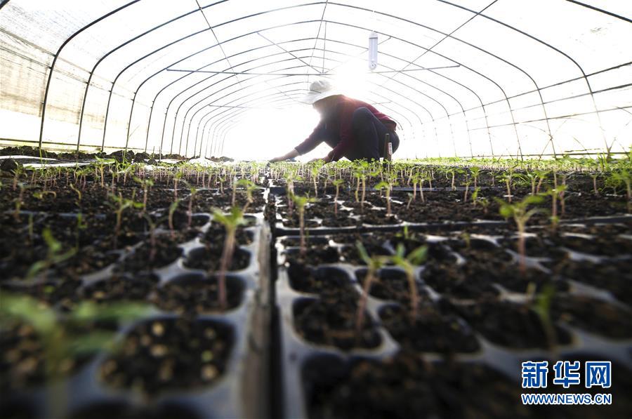 4月16日，在贵州省毕节市大方县凤山乡，一名农民在蔬菜大棚里劳作。 谷雨将至，雨水充沛，田间树林处处绿意盎然，生机勃勃。 新华社发（罗大富 摄）