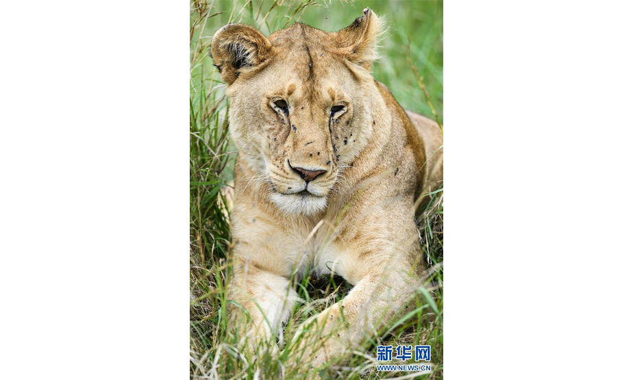 6月17日，在肯尼亚马赛马拉国家保护区，一头狮子在草丛中休息。 新华社记者 李琰 摄