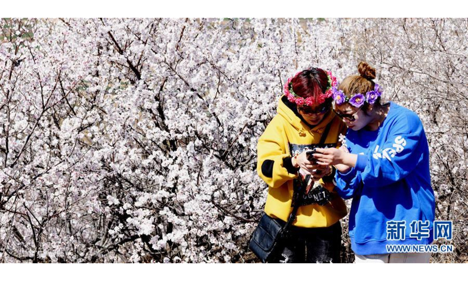3月15日，游人在山西省运城市垣曲县岭回村赏花游览。 随着气温回升，各地春花绽放，春意盎然。