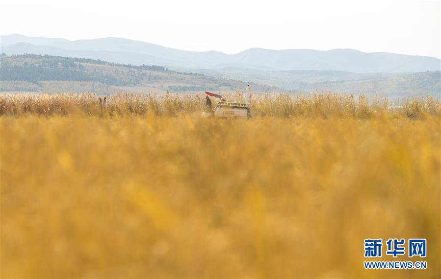 在吉林省和龙市光东村稻田里，农民驾驶收割机收获成熟的水稻（10月10日摄）。 金秋时节，稻谷飘香，吉林省延边朝鲜族自治州进入水稻收获季，田间地头金黄遍野，稻浪滚滚，一派丰收景象。 新华社记者 许畅 摄