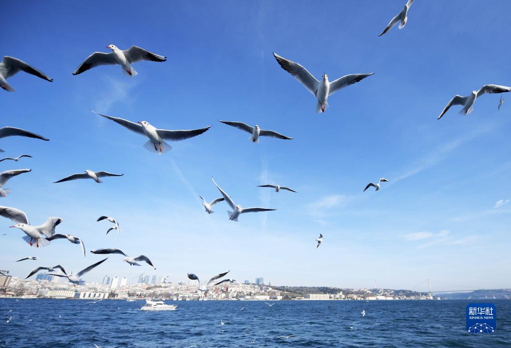 这是12月26日在土耳其伊斯坦布尔拍摄的博斯普鲁斯海峡风光。

　　新华社记者沙达提摄