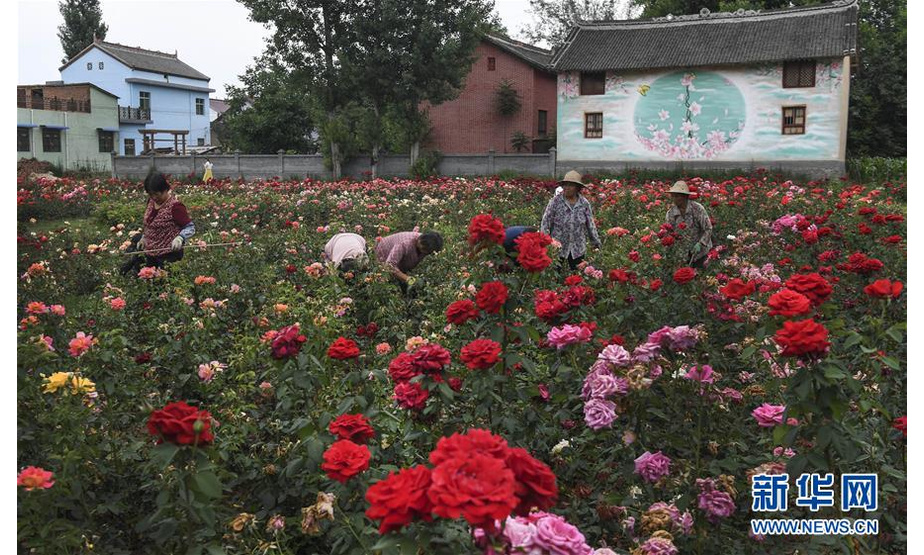 6月17日，村民在玫瑰小镇玫瑰园里除草。小镇每年带动务工群众600余人，乡亲们不用出远门在家门口务工。 新华社记者陶明摄
