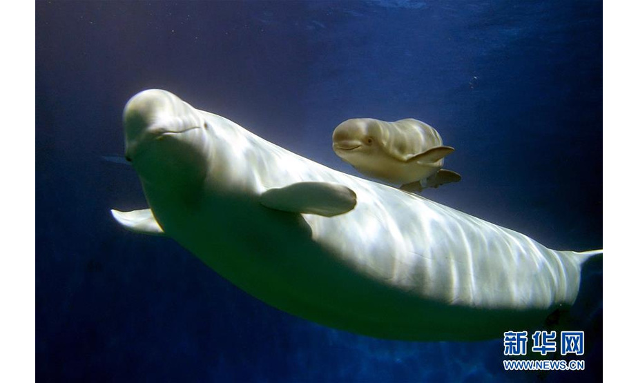 这是白鲸妈妈索菲亚带着它的宝宝在珠海长隆鲸豚繁育基地玩耍（摄于1月18日）。新华社记者 刘大伟 摄