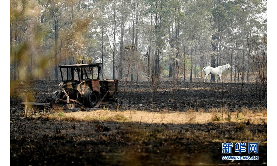 11月11日，在澳大利亚新南威尔士州麦夸里港附近，一匹白马在山火烧过的土地上踱步。新华社记者 白雪飞 摄