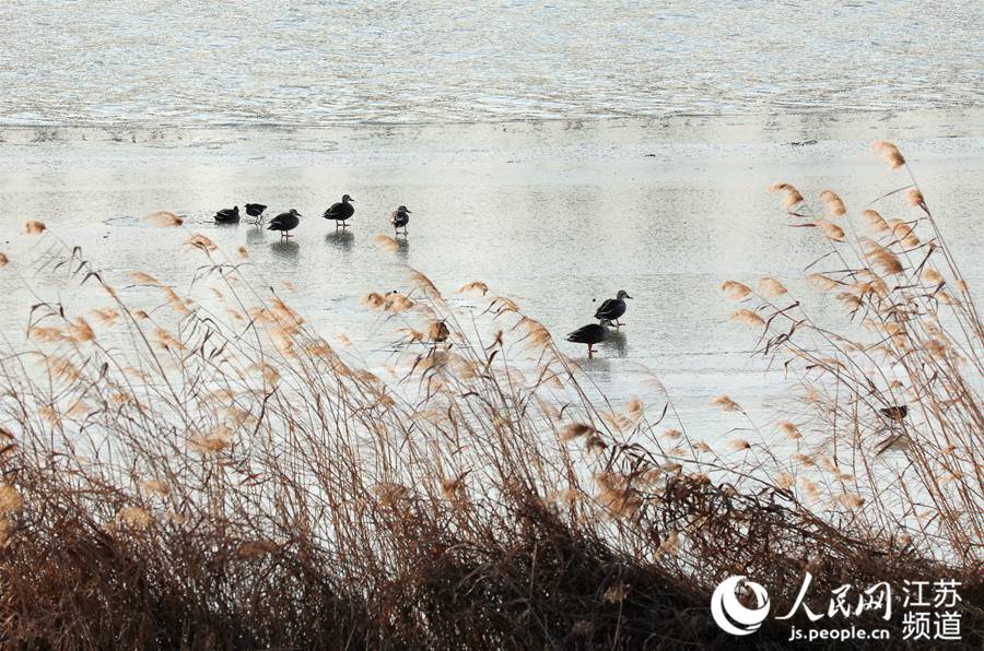 人民网宿迁1月12日电 入冬以来，陆续有绿头红腿的野鸭飞到江苏沭阳县境内的淮沭河畔。近些年，随着生态环境的改善，每到寒冬时节都会有大批野鸭迁徙来此越冬。（丁华明 黄启源）