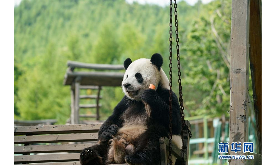 7月18日，大熊猫佑佑在熊猫馆中吃食物。 新华社记者王松摄