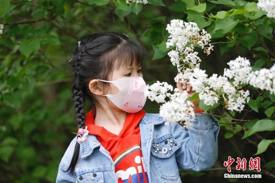 5月21日，哈尔滨市民在群力丁香公园徜徉花海、沐浴花香，感受迷人春色。图为小朋友闻丁香花香气。 中新社记者 吕品 摄