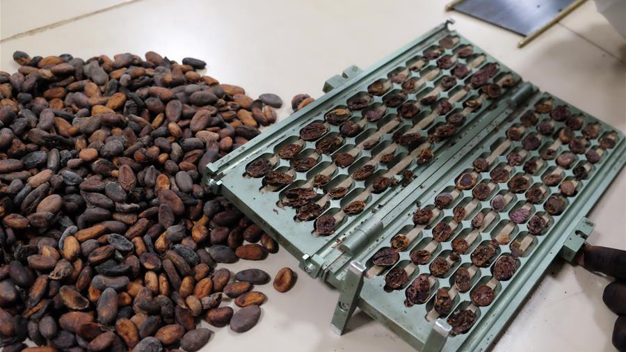 加纳可可业期待进博会推动“加纳制造”