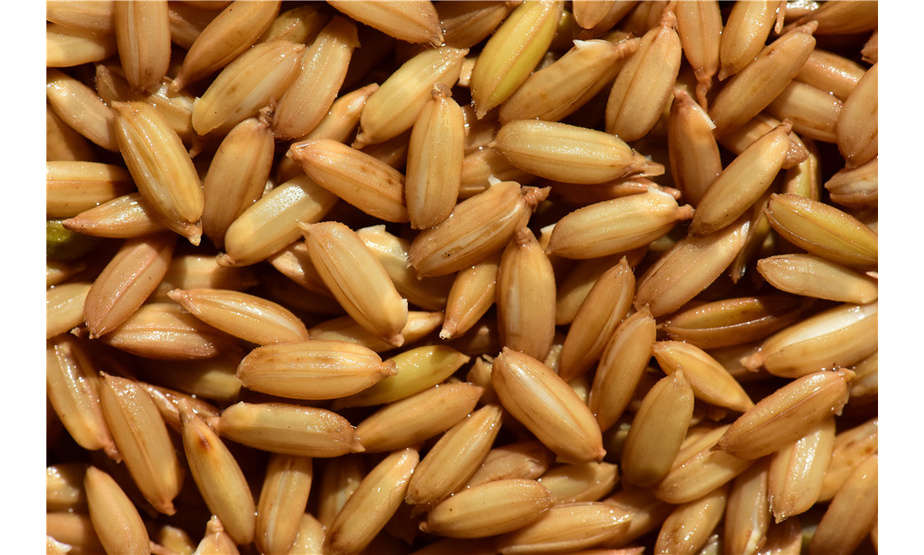 金秋时节，稻菽飘香。随着银镰挥舞于金色的麦浪，随着一粒粒稻谷完美入谷仓，黑龙江省五常市正式奏响了秋收的歌谣。据悉，今年五常市粮食种植面积441万亩，预计总产量38.76亿斤，比去年增产1亿斤。玉米、水稻、大豆等三大作物丰熟程度，达到近十年最好水平。（记者 曲立伟 摄影 张民生 ）