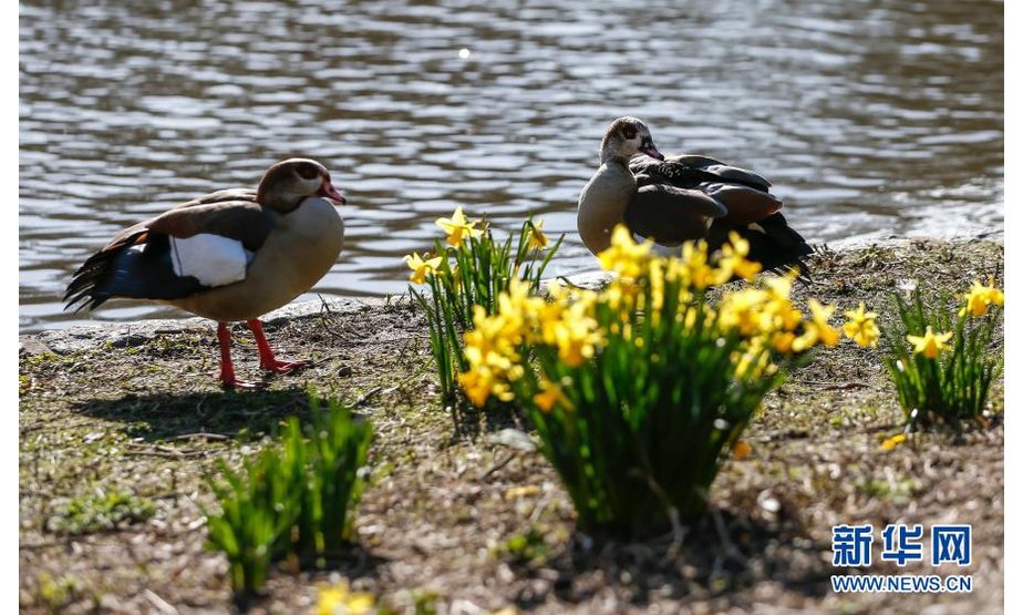 2月26日，两只水禽站在英国伦敦圣詹姆斯公园的花丛旁。

被春天唤醒的动物、植物给英国伦敦带来一片生机。

新华社记者 韩岩 摄