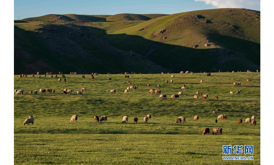 新疆裕民县巴尔鲁克山区夏牧场上的羊群（6月15日摄）。

　　新疆北部裕民县巴尔鲁克山区是优良的牧场、重要牧业生产地。裕民县全县草原面积700多万亩，可利用面积530多万亩。

　　眼下，巴尔鲁克山区的夏牧场迎来放牧黄金季。群山起伏，峰峦翠绿，毡房、牛羊等牲畜分散点缀其间，自驾游客时而穿梭往来，共同谱写一曲高山夏季牧歌。

　　新华社记者 胡虎虎 摄
