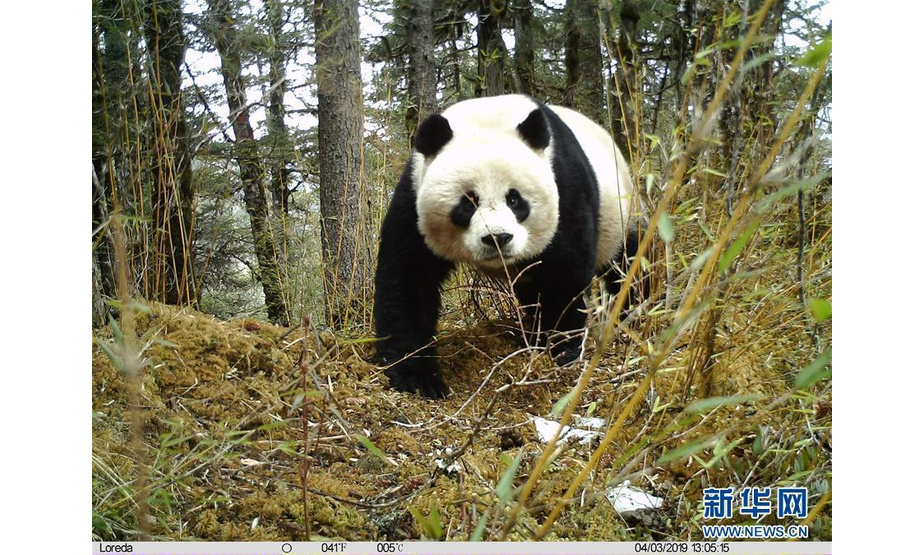 自黄龙开展大熊猫及其栖息地监测工作以来，虽然多次拍摄到大熊猫活体照片或者视频，但雌性大熊猫和幼崽同时被拍到还是第一次。黄龙自然保护区提供 图片来源：新华网

