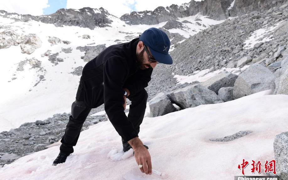 当地时间7月4日，意大利佩里扎诺，研究员在Presena冰川顶部采集了粉红色雪的样本。粉红色可能是来自格陵兰岛的Ancylonela nordenskioeldii藻类群落的缘故。
