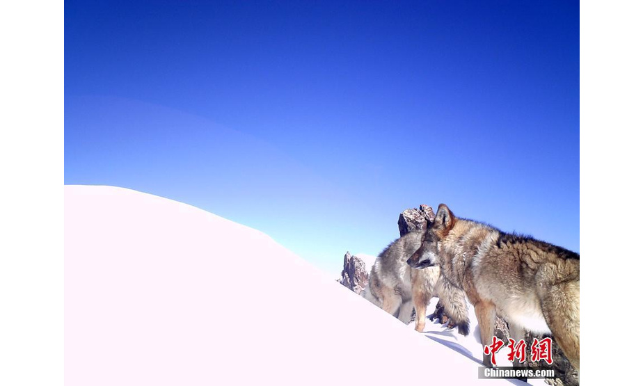 图为红外相机在三江源区域记录到狼的影像。山水自然保护中心 供图